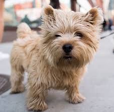 However, if you really want one you will get one if you keep trying. Thedogist Norwich Terrier Puppy Norwich Terrier Cairn Terrier Puppies