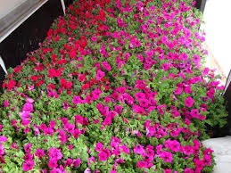 Image result for foto surfínie