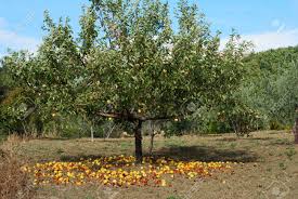 The size variations allows for apple trees to be planted on large properties and small spaces, too. Large Group Of Yellow Apples On The Ground Under Apple Tree Stock Photo Picture And Royalty Free Image Image 7141317