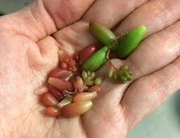 Transfer the pork to a plate. Jelly Bean 3 Sedum Pork And Beans Cuttings 2 4 Succulents Cacti Home Living Delage Com Br