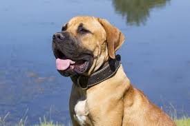 Mastiff breeds mastiff mix mastiff puppies dogs and puppies cairn terrier south african boerboel rottweiler mix huge dogs large dog breeds more information. The Boerboel An Ultimate Guide To The Gentle Guardian Animalso