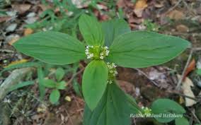 Image result for Mitracarpus hirtus