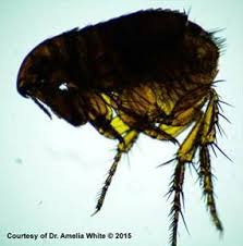 Typically, skin irritation and scabs are for cats with this condition one bite in a month can cause them to experience severe itching. Flea Control For Allergic Dogs And Cats Veterinary Partner Vin