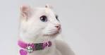 20 White Cat Breeds - Blue Eyes, Green Eyes- A Complete List!
