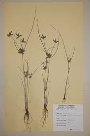 Image result for Cyperus pustulatus