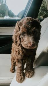 Virginia and pennsylvania, we ship goldendoodle puppies all over the country. Golden Doodle Goldendoodle Brown Goldendoodle Goldendoodle Puppy