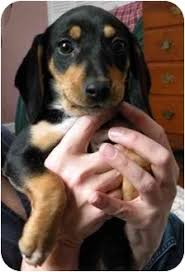 Ford valve plant, northville, mi. Northville Mi Mountain Cur Meet Sophie A Pet For Adoption