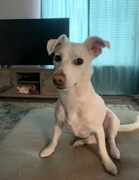 REUNITED 🎉🎉 MISSING female tricolor chihuahua/ jack russell mix Roxy