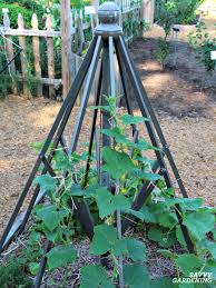You shouldn't grow cucumbers in the same spot year after year, to help prevent pest and disease problems you need to put them in a different spot each year. Cucumber Trellis Ideas Tips Inspiration For Vegetable Gardens