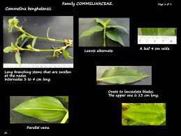 Image result for Commelina benghalensis