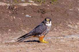 Birds Of Prey Wikipedia Indonesia Eurasian Hobby Wikipedia Hobby Birds Animals