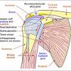 Pectoral, anterior shoulder, anterior arm. 1