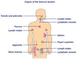 Biology Immune System Anatomy Diagram Immune System Nursing School Prerequisites Biology