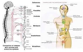 Image result for seven chakras of human body