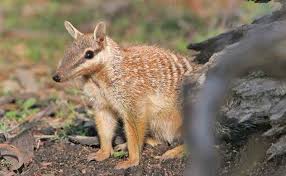 Family Myrmecobiidae Numbat Numbat Mammals Australian Fauna