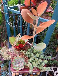 Kalanchoe Orgyalis Copper Spoons Crassula Commutata And Friends Planting Succulents Succulents Plants