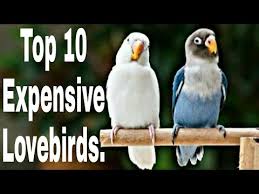 Top 10 Expensive Lovebirds