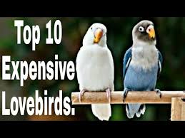 top 10 expensive lovebirds