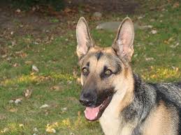 Most people prefer the gsd short coat over the long coat, but really, it's just a matter of personal preference. Short Haired German Shepherd 7 Things You Want To Know