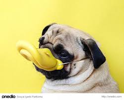 Keder Ve Izdirapla Can Ciger Kuzu Sarmasi Olmus 19 Huzunlu Pug Cok Sirin Hayvanlar Pug Pug Yasami