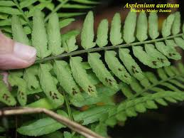 Image result for Asplenium
