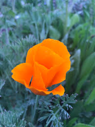 30 beautiful flower images that will inspire your inner green thumb. This Is One Of The Most Beautiful Flowers I Ve Ever Seen And It Grows Everywhere Here I Love Portland Portland