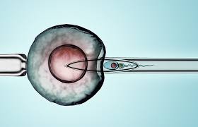 Die befruchtete eizelle wandert dann in die gebärmutter, um sich dort einzunisten. Kunstliche Befruchtung Osterreich Wunschkinder Durch Ivf Minimed At
