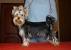White Yorkshire Terrier Long Hair