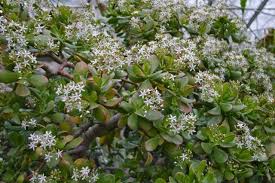 Comandă arborele de jad, o plantă foarte benefică pentru orice locuinţă! Plante De Apartament Cum IngrijeÈ™ti Crassula Ovata Copacul Banilor Antena 1