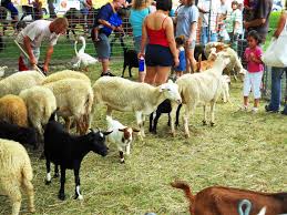 We are a nationwide entertainment provider! Petting Zoo Birthday Party Rental News At Pets Addlab Aalto Fi