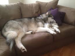 Image result for dogs destroy toys