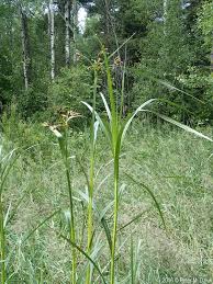 Image result for Bolboschoenus