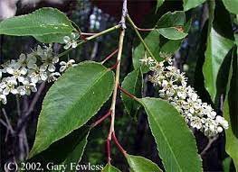 Amazing variety, curated just for you. Trees Of Wisconsin Prunus Serotina Black Cherry