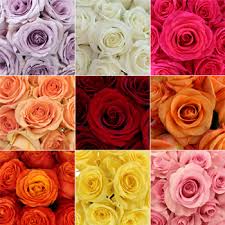 Rose Color Meanings 12 Shades What They Symbolize