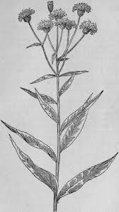Image result for ironweed plant