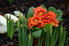 Trova le migliori immagini gratuite di spettacolo di fiori invernali 2018. Quali Sono I Fiori Da Coltivare Nelle Aree Fredde Mani All Opera