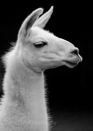 Black And White Picture Cute Animal Photography Llama Photo Portrait Photograph 11x14 Inch Prin Llama Pictures Animal Photography Animals Black And White