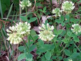 Image result for Trifolium