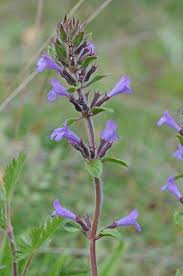 Image result for Clinopodium