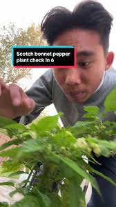 How to Grow Scotch Bonnet Pepper