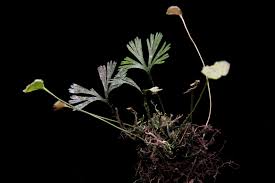 Image result for Elaphoglossum kivuense