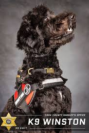 Image result for Sheriffs Tan 2018 Fleet