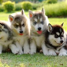 Common nicknames are siberpoo, huskypoo, poosky, and huskapoo. 4 Things To Know About Siberian Husky Puppies Greenfield Puppies