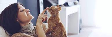 A basic cremation is used to reduce your pet's remains to bone fragments. What Is The Average Cost Of Owning A Cat