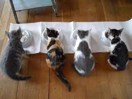 Sebab pada habitat aslinya, kucing memiliki insting untuk memburu makanannya sendiri, sehingga jika diberikan jadi, berapa idealnya harus memberikan makan pada kucing? Berapa Lama Kucing Hamil Dan Bagaimana Ciri Ciri Sebelum Melahirkan Semua Halaman Bobo
