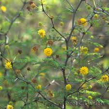 Image result for Acacia