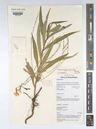 Image result for Tricliceras lanceolatum