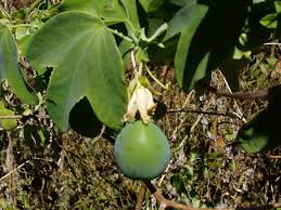Image result for Passiflora subpeltata