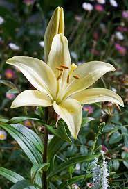 Pin On Easter Lily
