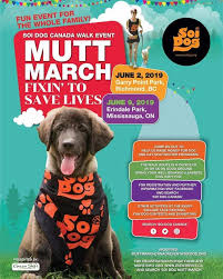 We Will Be At The Soidogcanada Dog Walk Event Please Come And Join Us Coupons And Free Gifts Will Be Given Out Savethedo In 2020 Dog Walking Dog Walking Services Dogs